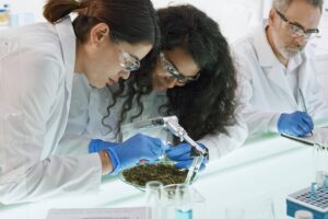 Scientists working in a lab check a marijuana sample.